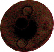 EMBELLECEDOR TORNILLO FER (BL) 2621 -5mm M